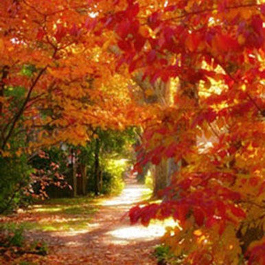 Indian Summer Fragrance Oil fragrance oil bottle