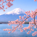 Japanese Cherry Blossom Fragrance Oil fragrance oil bottle