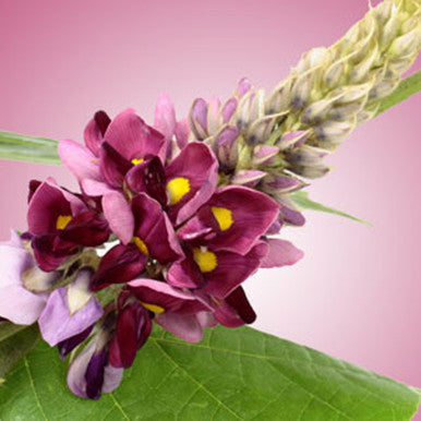 Kudzu Fragrance Oil fragrance oil bottle