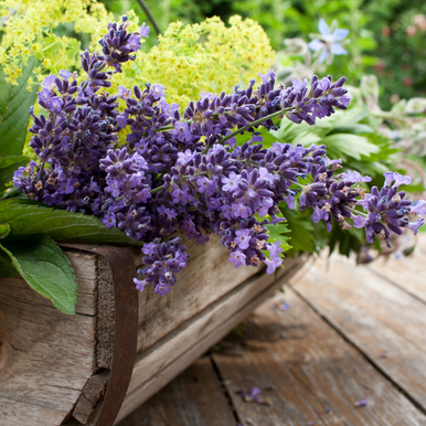 Lavender and Cedar Leaves Fragrance Oil fragrance oil bottle