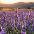 Lavender Flowers Fragrance Oil fragrance oil bottle