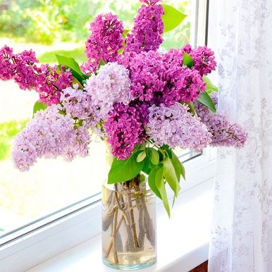 Lilac Bloom Fragrance Oil fragrance oil bottle