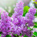 Lilac Fragrance Oil fragrance oil bottle