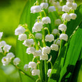 Lily of the Valley Fragrance Oil fragrance oil bottle