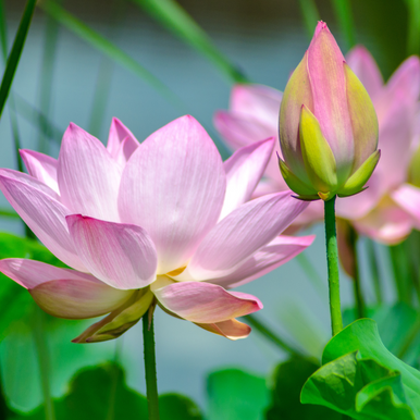 Lotus Blossom Fragrance Oil fragrance oil bottle