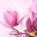Magnolia Fragrance Oil fragrance oil bottle
