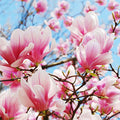Magnolia in Bloom Fragrance Oil fragrance oil bottle