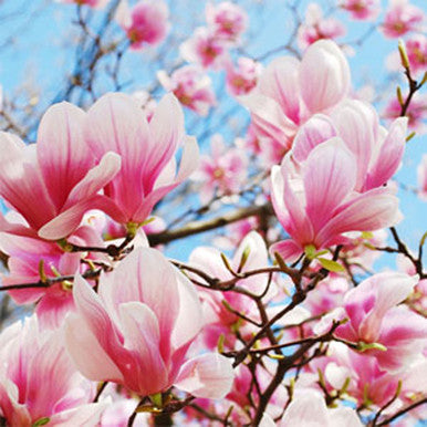 Magnolia in Bloom Fragrance Oil fragrance oil bottle