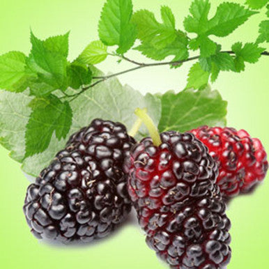 Mulberry Fragrance Oil fragrance oil bottle