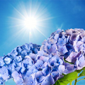 NG Blue Hydrangea Type Fragrance Oil fragrance oil bottle