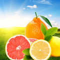 NG Early Sunrise Type Fragrance Oil fragrance oil bottle