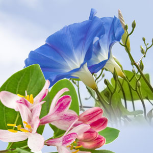 NG Morning Glory & Honeysuckle Type Fragrance Oil fragrance oil bottle