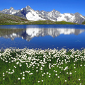 NG Mountain Fresh  Fragrance Oil fragrance oil bottle
