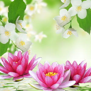 NG Water Lily & Jasmine Type Fragrance Oil fragrance oil bottle
