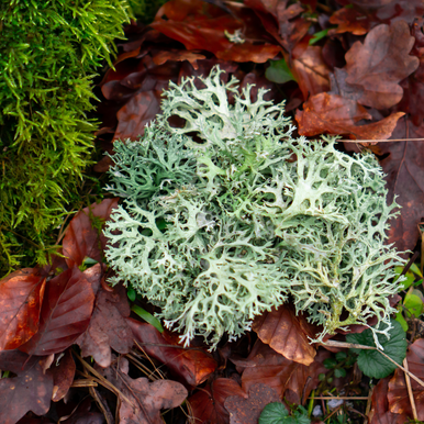 Oakmoss Fragrance Oil fragrance oil bottle