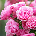 Ode de Rose Fragrance Oil fragrance oil bottle