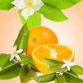 Orange Blossom Fragrance Oil fragrance oil bottle
