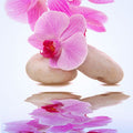 Orchid Rain Fragrance Oil fragrance oil bottle