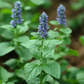 Patchouli Fragrance Oil fragrance oil bottle