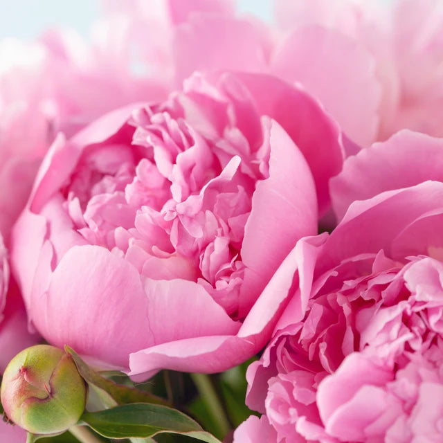 Peony Fragrance Oil fragrance oil bottle