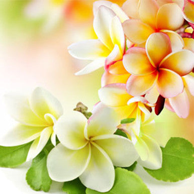 Pikaki Fragrance Oil fragrance oil bottle
