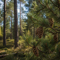 Pine Forest Fragrance Oil fragrance oil bottle