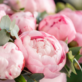 Pink Peony Paradise Fragrance Oil fragrance oil bottle