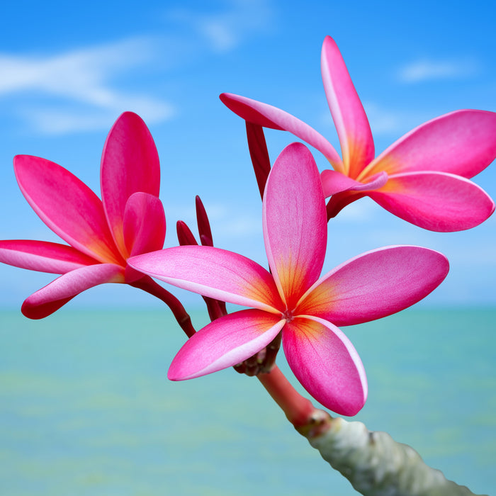 Plumeria Fragrance Oil fragrance oil bottle
