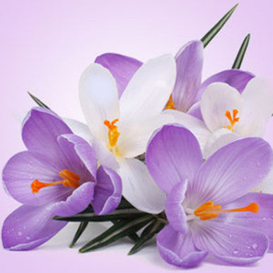 Poison Crocus Fragrance Oil fragrance oil bottle