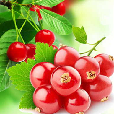Red Currant Fragrance Oil fragrance oil bottle