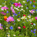Spring Wildflowers Fragrance Oil fragrance oil bottle
