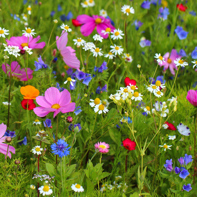 Spring Wildflowers Fragrance Oil fragrance oil bottle