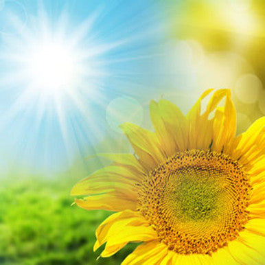 Sunflower Type Fragrance Oil fragrance oil bottle
