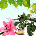 Sweet Patchouli Fragrance Oil fragrance oil bottle