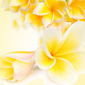 Tiare Flowers Fragrance Oil fragrance oil bottle
