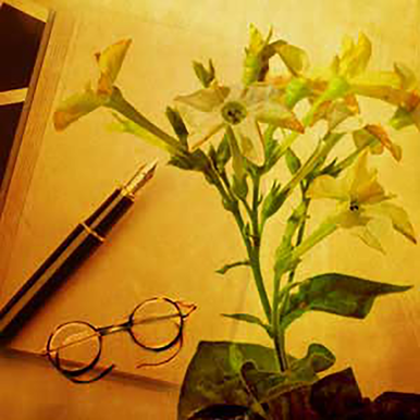 Tobacco Fragrance Oil fragrance oil bottle