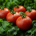 Tomato Leaf Corriander Fragrance Oil fragrance oil bottle