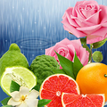 Torrential Rains Fragrance Oil fragrance oil bottle