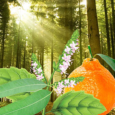 Twilight in the Woods Fragrance Oil fragrance oil bottle