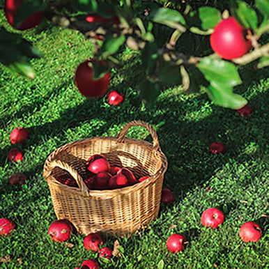 Under the Apple Tree Fragrance Oil fragrance oil bottle