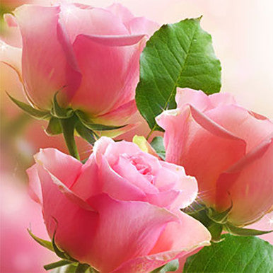 Victorian Rose Fragrance Oil fragrance oil bottle