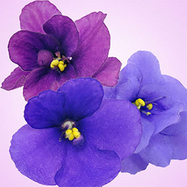 Violet Fragrance Oil fragrance oil bottle