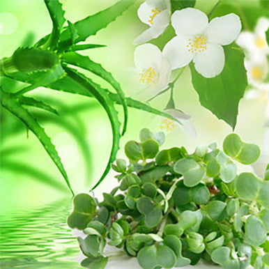 Watercress & Aloe Fragrance Oil fragrance oil bottle