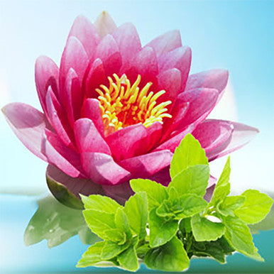 Waterlily Fresh Mint Fragrance Oil fragrance oil bottle