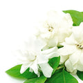 White Gardenia Fragrance Oil fragrance oil bottle
