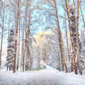 Winter Birch and Pine Fragrance Oil fragrance oil bottle
