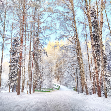 Winter Birch and Pine Fragrance Oil fragrance oil bottle