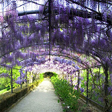 Wisteria Blvd Fragrance Oil fragrance oil bottle