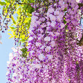 Wisteria Fragrance Oil fragrance oil bottle